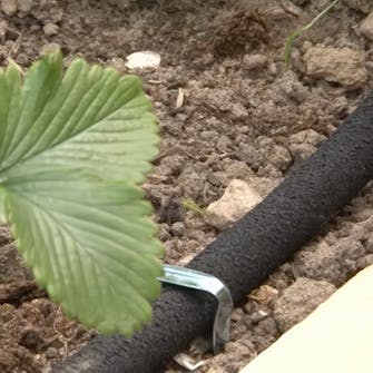 mansikka penkki mansikka penkki